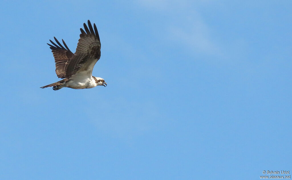 Western Ospreyadult