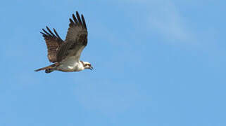 Western Osprey