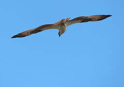 Western Osprey