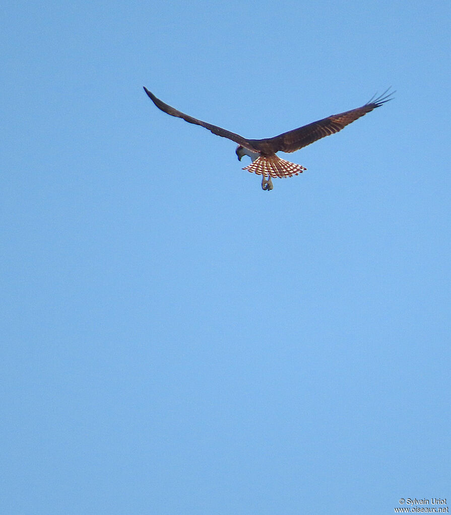 Western Ospreyadult