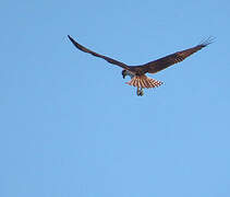 Western Osprey