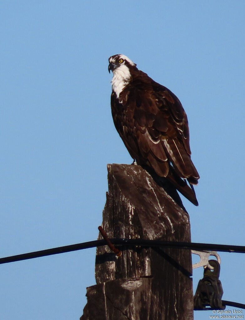 Western Ospreyadult