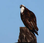 Western Osprey