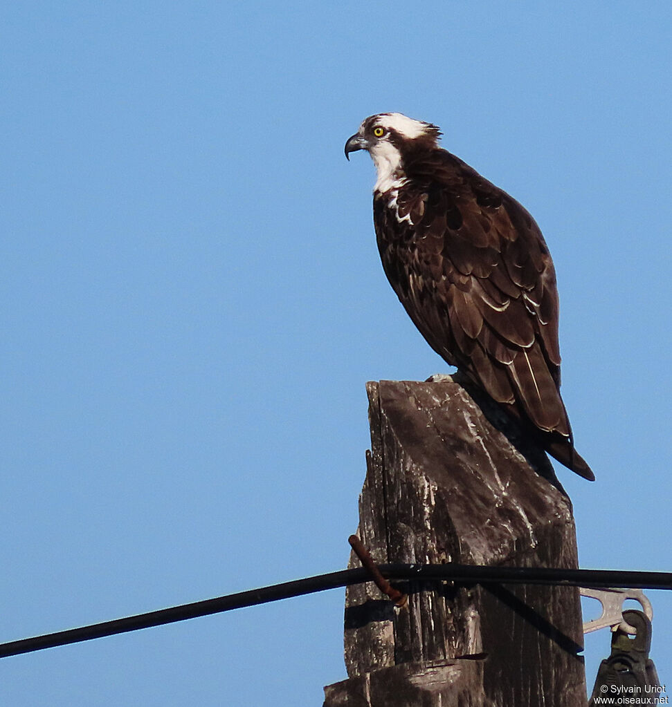 Western Ospreyadult