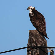 Western Osprey