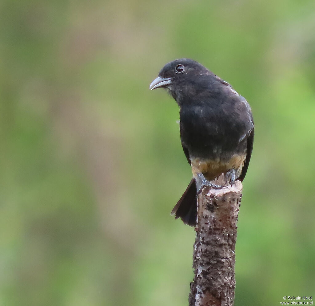 Swallow-winged Puffbirdadult