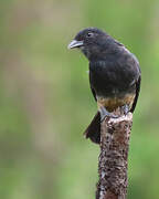 Swallow-winged Puffbird