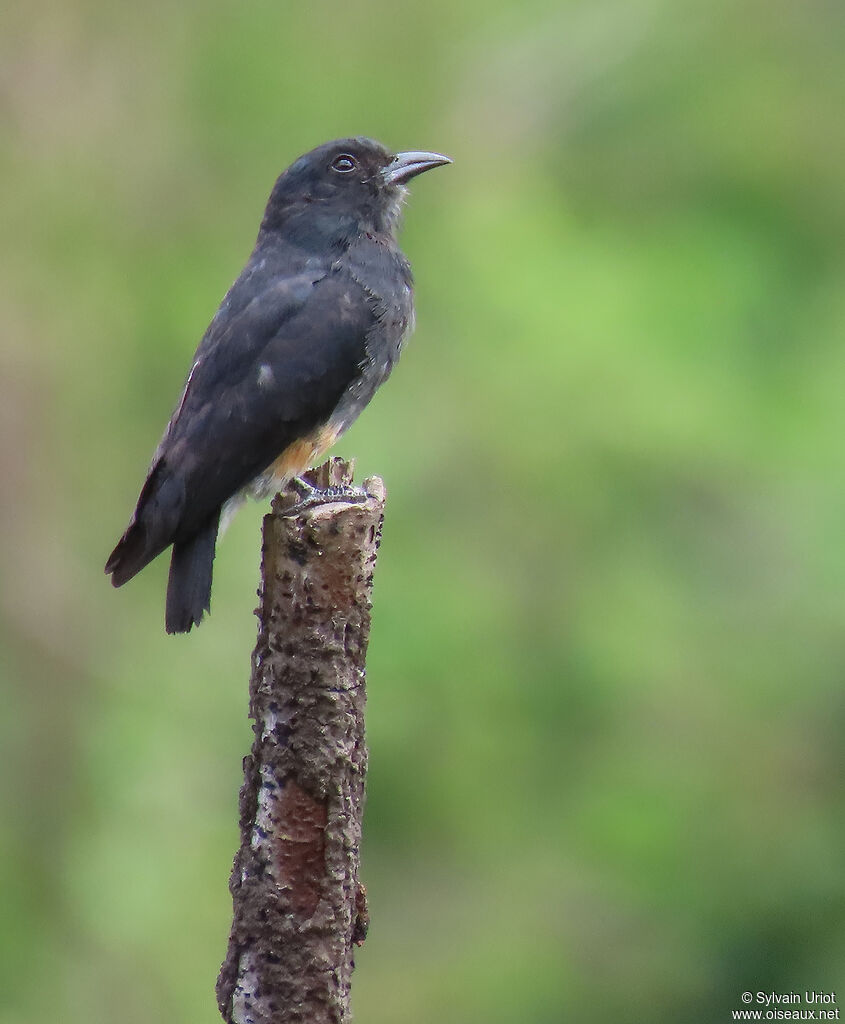 Swallow-winged Puffbirdadult