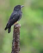 Swallow-winged Puffbird