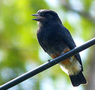 Swallow-winged Puffbird