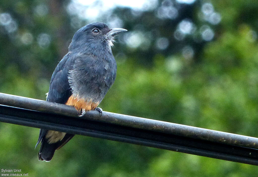 Swallow-winged Puffbirdadult, identification