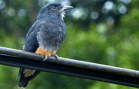 Swallow-winged Puffbird