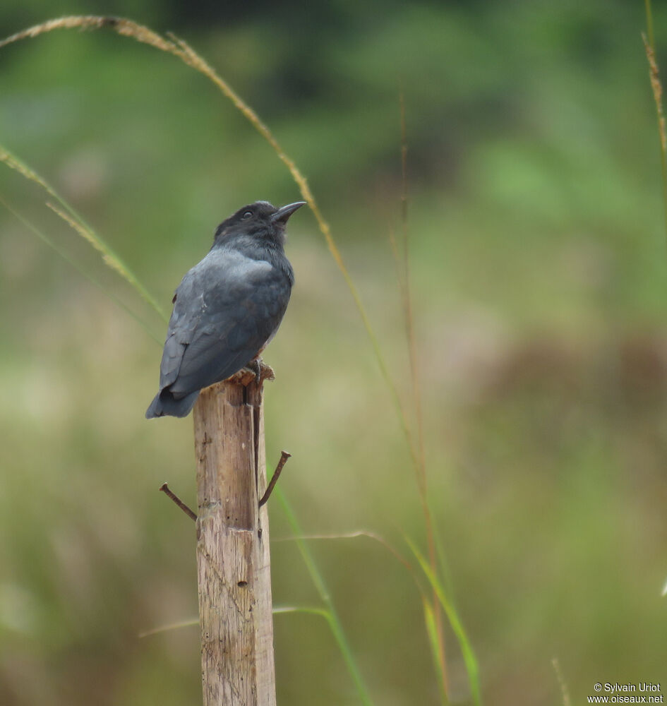 Swallow-winged Puffbirdadult