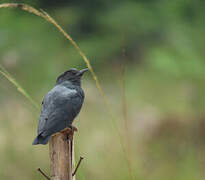 Swallow-winged Puffbird