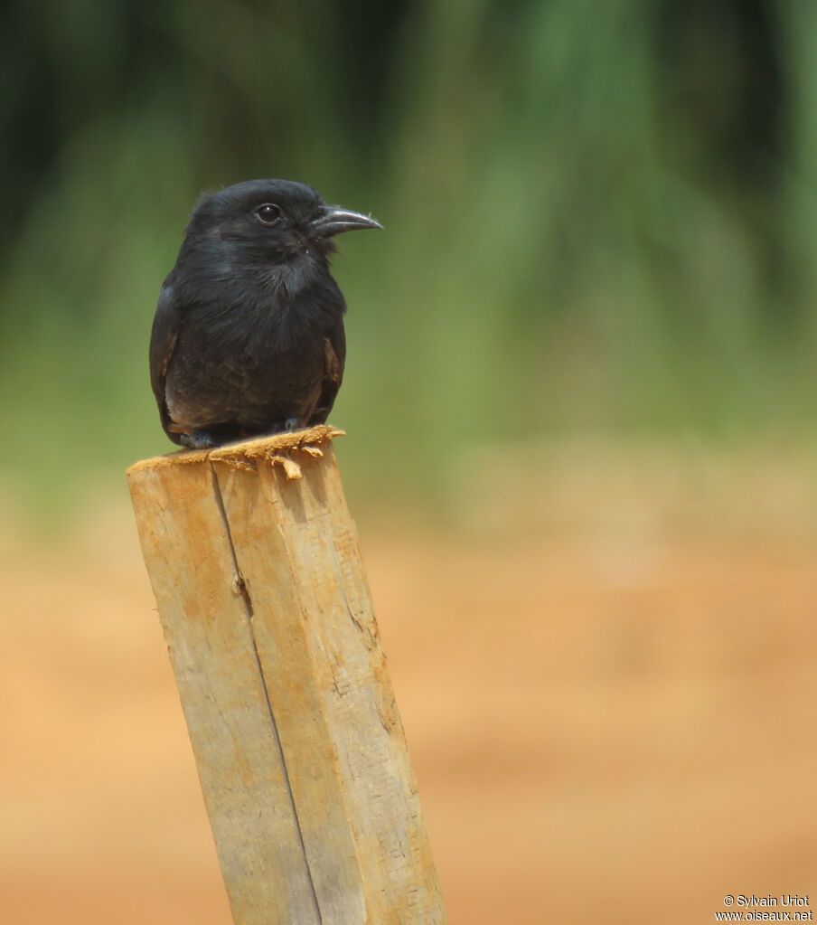 Swallow-winged Puffbirdadult