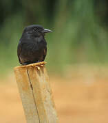 Swallow-winged Puffbird