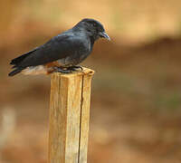 Swallow-winged Puffbird