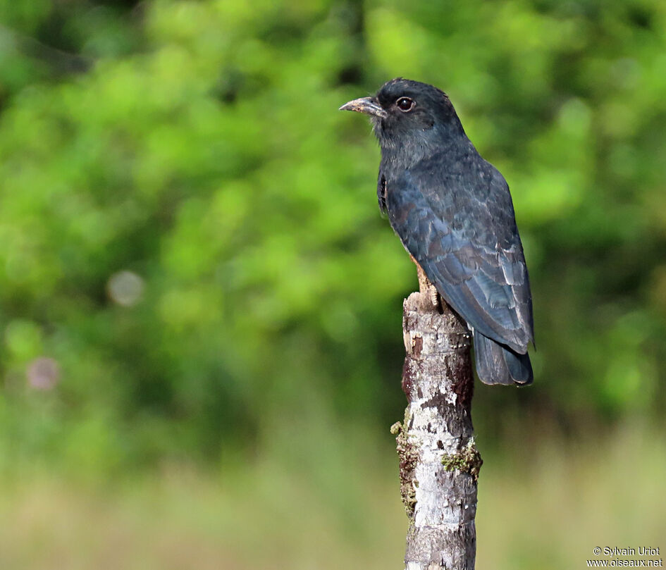 Swallow-winged Puffbirdadult