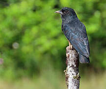 Swallow-winged Puffbird