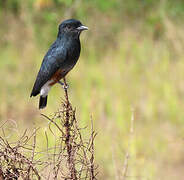 Swallow-winged Puffbird