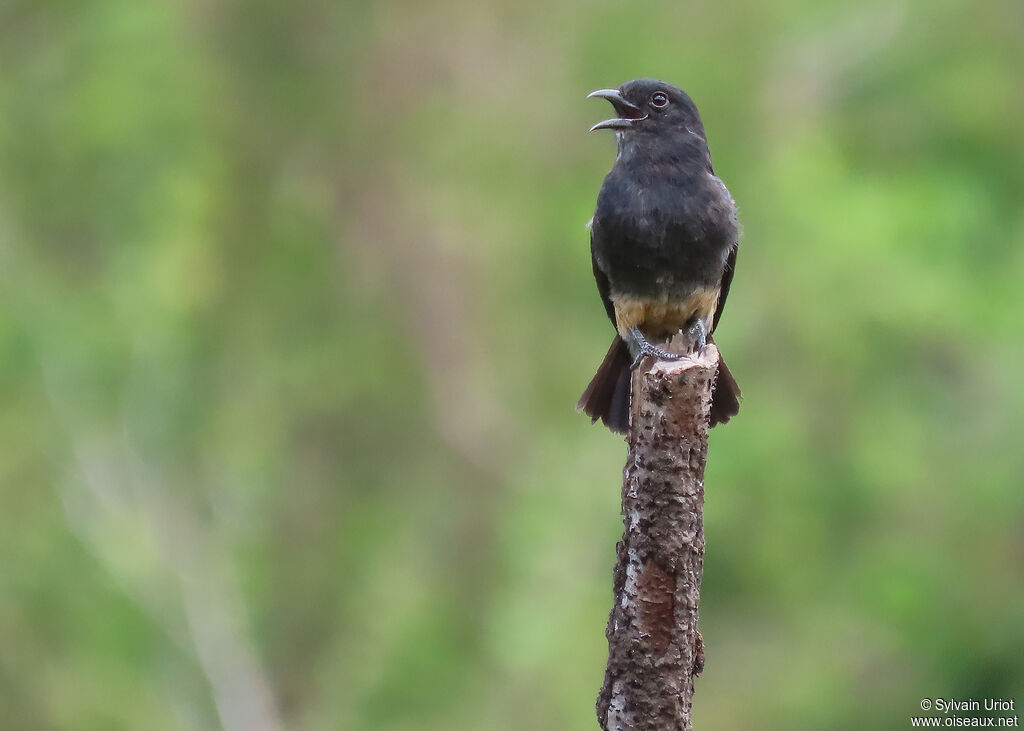 Swallow-winged Puffbirdadult