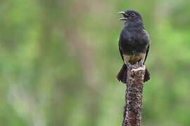 Swallow-winged Puffbird