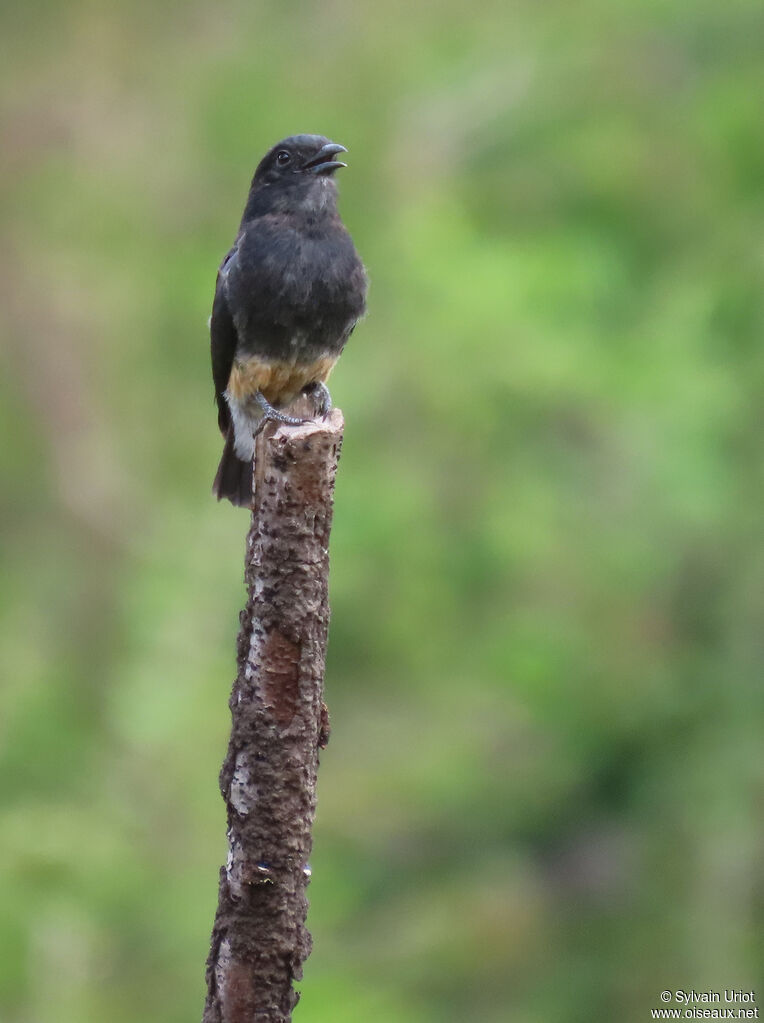 Swallow-winged Puffbirdadult