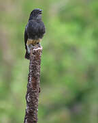 Swallow-winged Puffbird