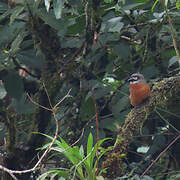 White-faced Nunbird