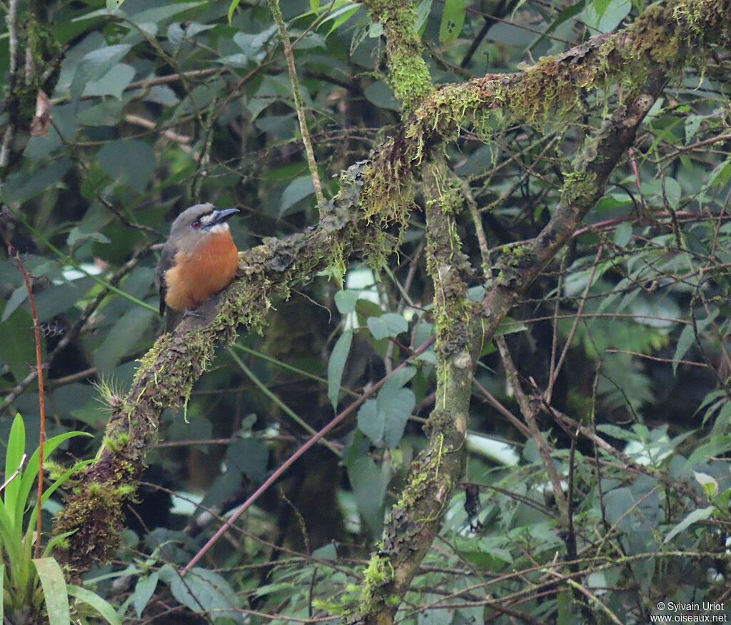 White-faced Nunbirdadult