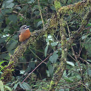 White-faced Nunbird