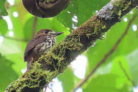 Lanceolated Monklet