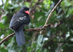 Black Nunbird