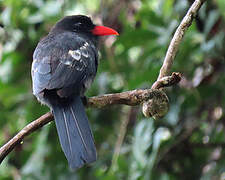 Black Nunbird