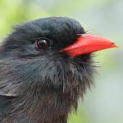 Black Nunbird