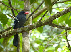 Black Nunbird