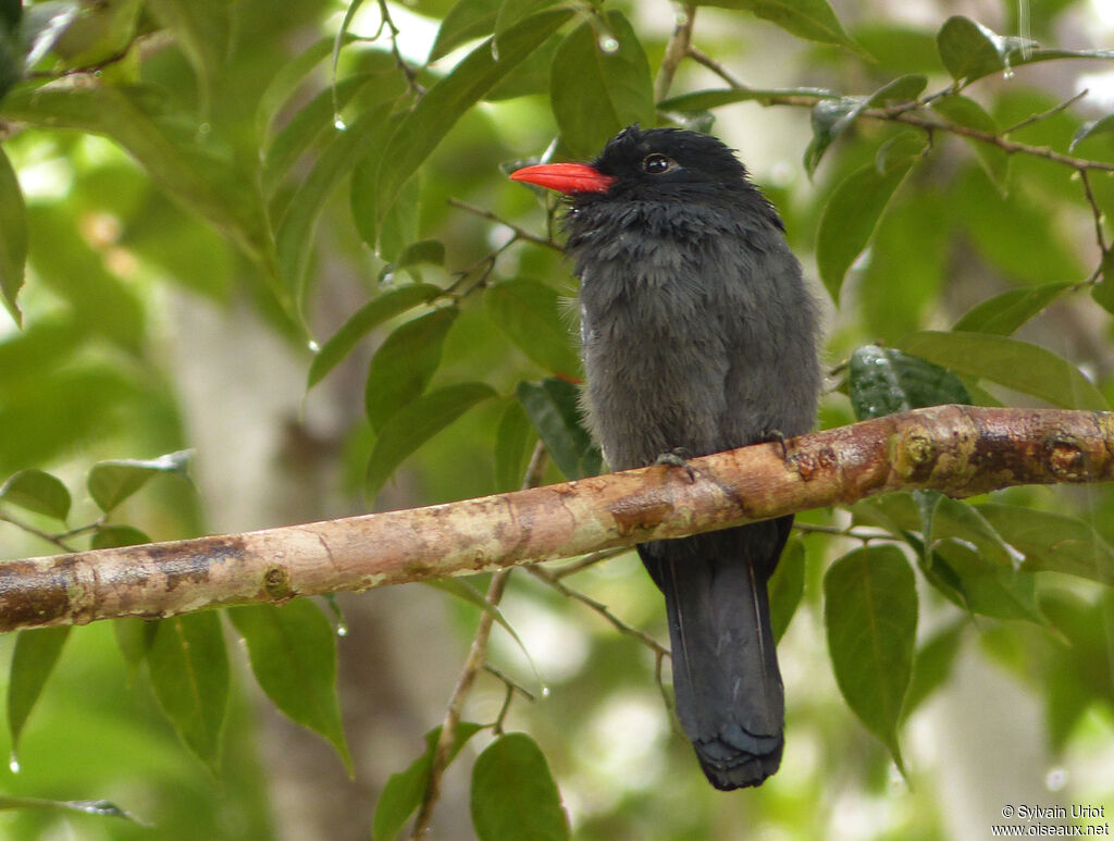 Black Nunbird