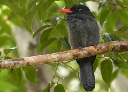 Black Nunbird