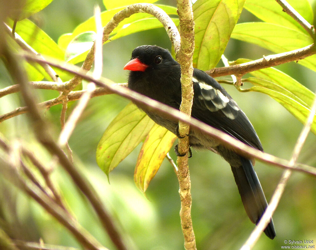 Black Nunbird