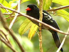 Black Nunbird