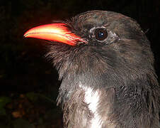 Black Nunbird