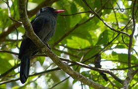 Black Nunbird