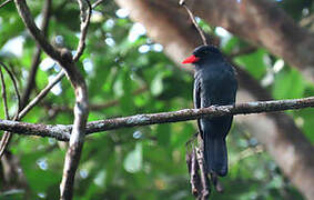 Black Nunbird