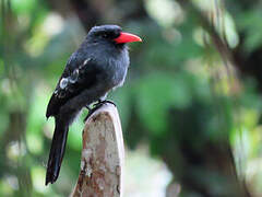 Black Nunbird