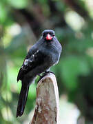 Black Nunbird