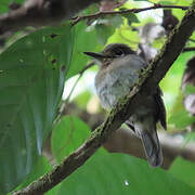 Rusty-breasted Nunlet