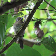 Rusty-breasted Nunlet