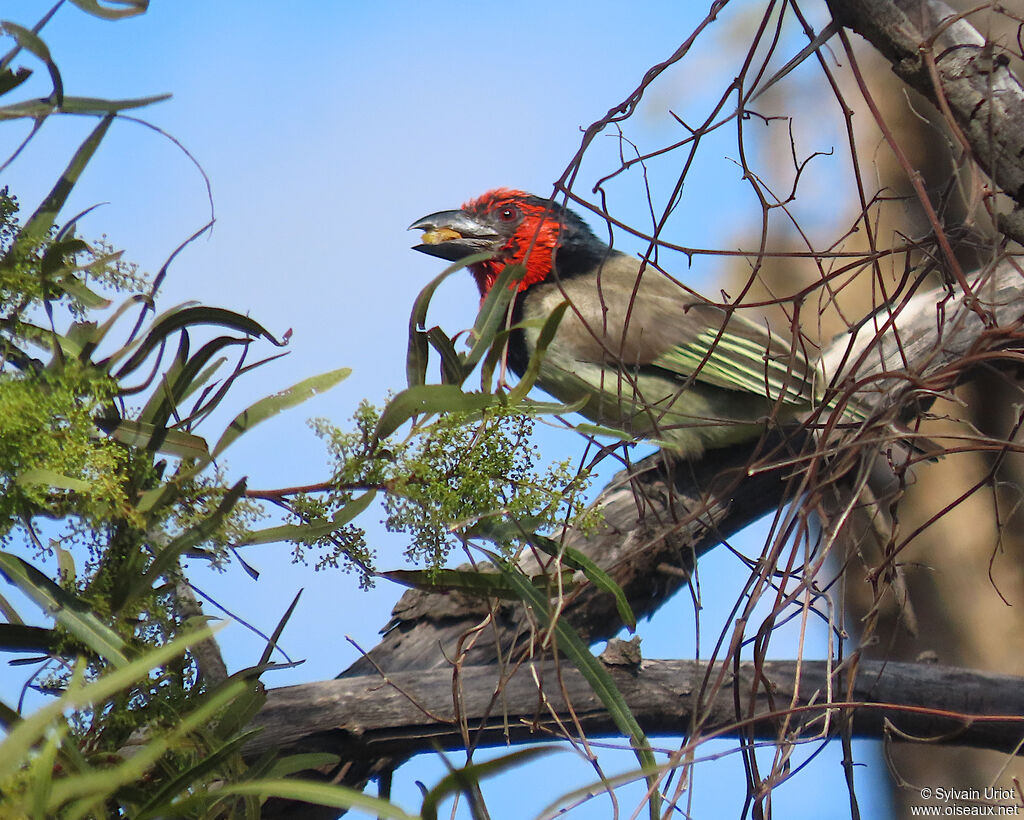 Black-collared Barbetadult