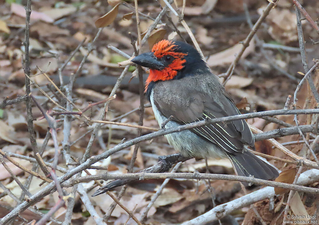 Black-collared Barbetadult