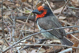 Black-collared Barbet